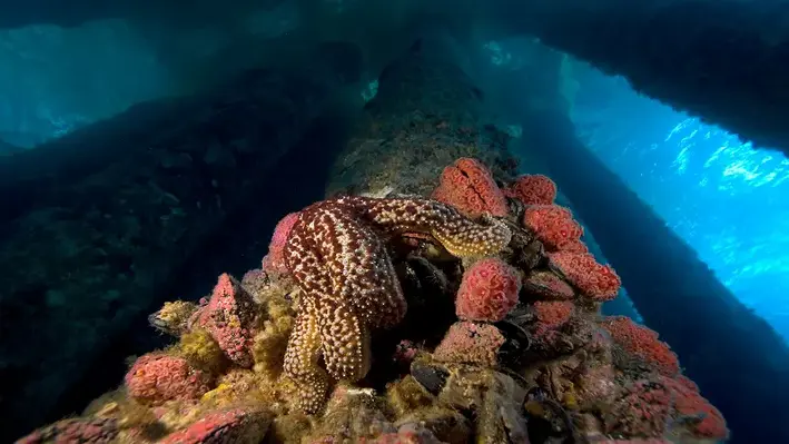 Image of coral on the side of an underwater oil rig